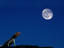 Image_13569-1