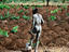 Man with shackled foot, Benin
