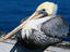 Comfortably perched on the Municicpal Wharf is this Brown Pelican - Santa Cruz, California