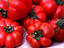 Image_1366-17