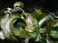 Image_1371-5
