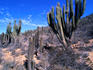 Cactus Eulychnia acida in the Fray Jorge National Park.