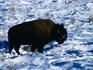 Buffalo trudging through snow.