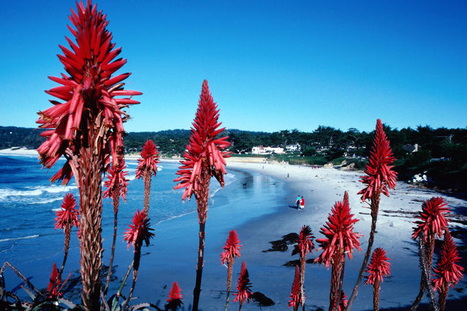 Carmel Bay and beach through plants.