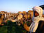 Camel traders, Birqash market, Cairo