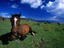 Horses, Rapa Nui
