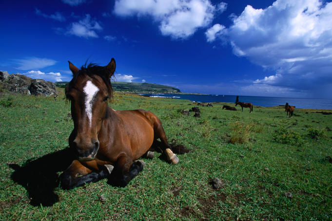 Hundreds of horses run wild on Rapa Nui.
