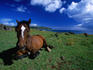 Hundreds of horses run wild on Rapa Nui.