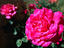 Image_13881-19