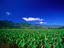 Taro fields, Hanalei, Hawaii