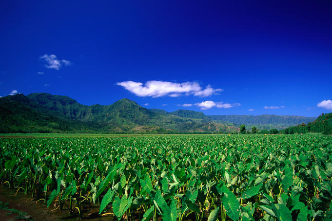 The taro fields of Hanalei.