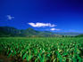 The taro fields of Hanalei.