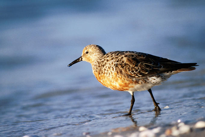 Red knot on beach.
