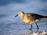 Red knot on beach.
