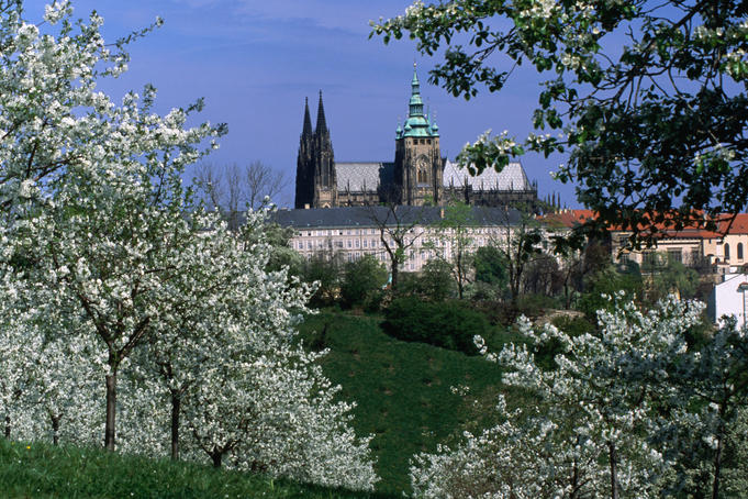 Prague Castle and cherry blossoms of Petrin Hill.