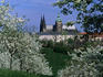 Prague Castle and cherry blossoms of Petrin Hill.