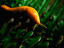 Banana slug, Redwood National Park