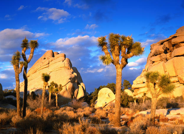 Joshua Tree National Park Usa Lonely Planet