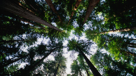 Tall canopy, Redwood National Park