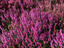 Colourful Heather, Inverness