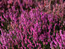 Colourful Heather in bloom, The Great Glen.