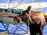 Moose near floatplane.