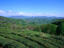 The Dagomys tea farm, Sochi