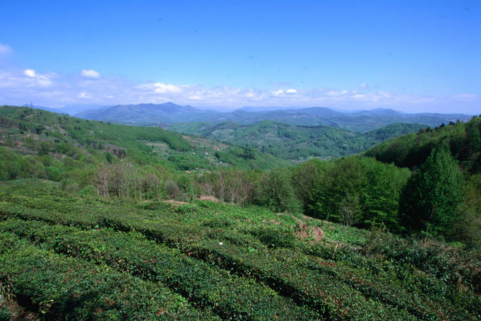 The Dagomys tea farm north of Sochi. The tea farm is the most northerly point in the world where tea is commercially grown.