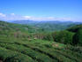 The Dagomys tea farm north of Sochi. The tea farm is the most northerly point in the world where tea is commercially grown.