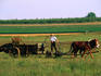 Amish farmer and horse and cart work the farm in rural Intercourse.