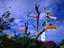 Signpost tree, Phuket Province