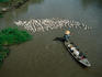 Boatsperson herding flock of ducks away from boat on Mekong Delta.