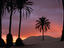 Palm trees and sand dunes, Tunisia