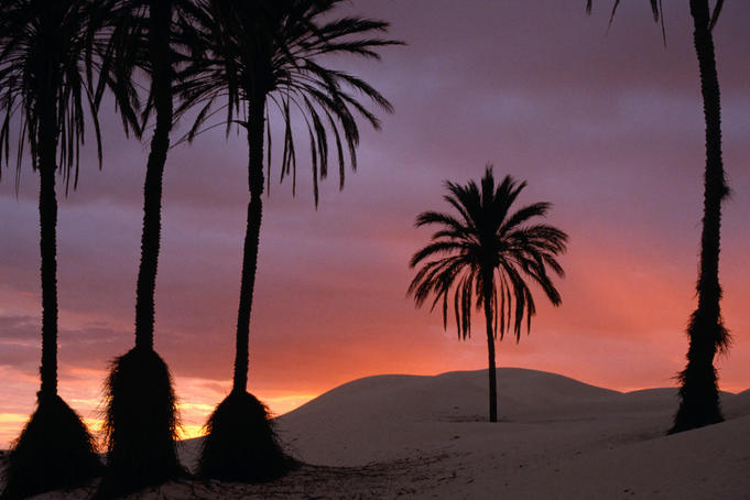 Palm trees and sand dunes at dawn.