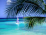 Palm tree, swimmers and a boat at the beach.