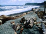 Rialto Beach, Olympic Peninsula.