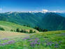 Meadow and distant mountains, Olympic Peninsula.