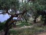 Century old olive groves on Paxi Island