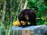 Black Wallaroo ( Macropus Bernardus ) - Kakadu National Park, Northern Territory