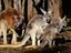Image_1419-35