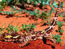 The very Thorny Devil ( Moloch Horridus ) - Francois Peron National Park, Western Australia