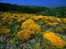 Wildflowers in Parque Natural do Sudoeste Alentejano e Costa Vincentina.