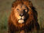 Lion (Panthera leo), Kenya
