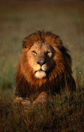 Lion (Panthera leo).