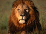 Lion (Panthera leo).