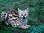 Serval kitten, Lake Nakuru National Park