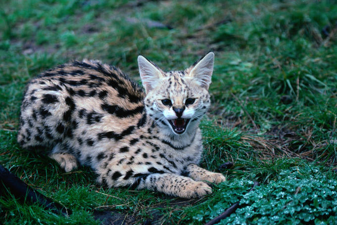 Serval ( Felis serval ) kitten snarls in the Lake Nakuru National Park