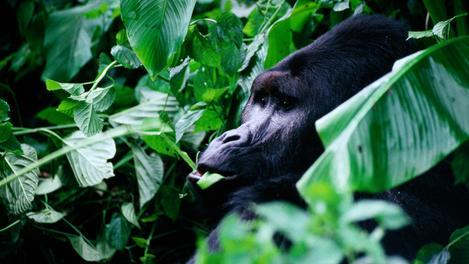 Democratic Republic of Congo Image Gallery