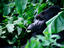 Mountain gorillas, Congo