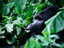 The Mountain gorillas are found in the Virunga volcanoes that separate Zaire from Rwanda and Uganda.